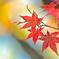 紅い秋