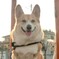 逆光のBuddy君