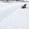 積雪 3cm
