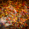 水紅葉