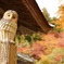 百済寺　ふくろう