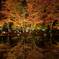 Reflection of autumn leaves 