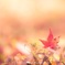 紅葉の黄昏