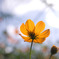 flower#5