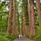立派な杉の木