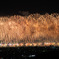 夜空の競演Ⅴ