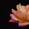 薔薇