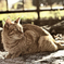 ねこ