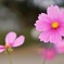 DSC01716-01大船フラワーセンター