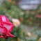 DSC01757-01大船フラワーセンター