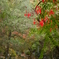 紅葉16