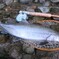 岩魚