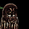 Great Gray Owl