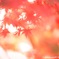 燃ゆる紅