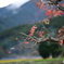隣の紅葉2