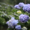 雨で輝く紫陽花
