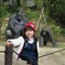 孫とゴリラ