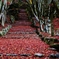 紅の参道