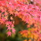 Rainbow Color