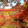 泉自然公園の紅葉