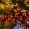 紅葉の枝