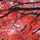 見上げれば紅葉