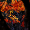 奥の紅葉