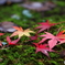 足元の紅葉