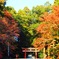 霧島神宮の紅葉