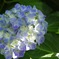 水色の紫陽花