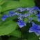 紫陽花