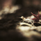 紅葉狩り