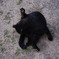 くろろねこ