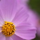 photo_828254