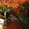 紅葉階段