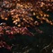 紅葉③