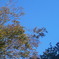 樹と空