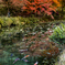 紅葉の極楽浄土