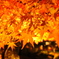 秋は紅葉の永観堂