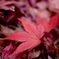 散り紅葉