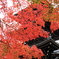 紅の三重