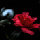 霜月の彩花…１