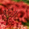 Lycoris radiata