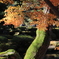 紅葉と苔