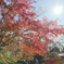 紅葉と太陽