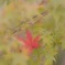 紅一点