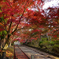 紅葉_毘沙門堂門跡_1