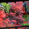 紅葉_毘沙門堂門跡_4
