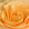 薔薇