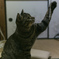 うちのねこ
